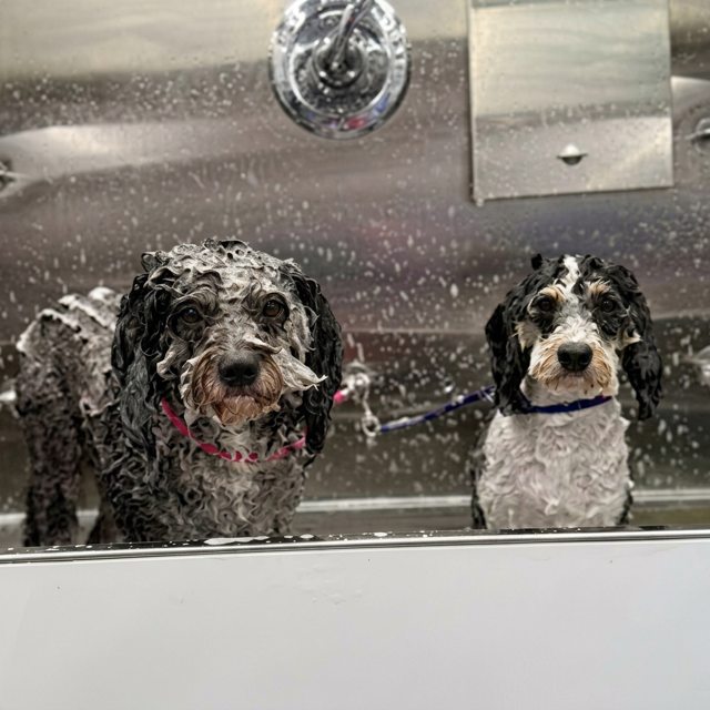 Two doodle dogs getting a bath during a mobile dog grooming visit in Austin, TX