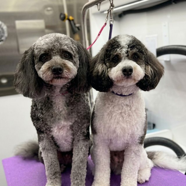 Two freshly groomed doodle dogs after a mobile grooming appointment in Austin, TX