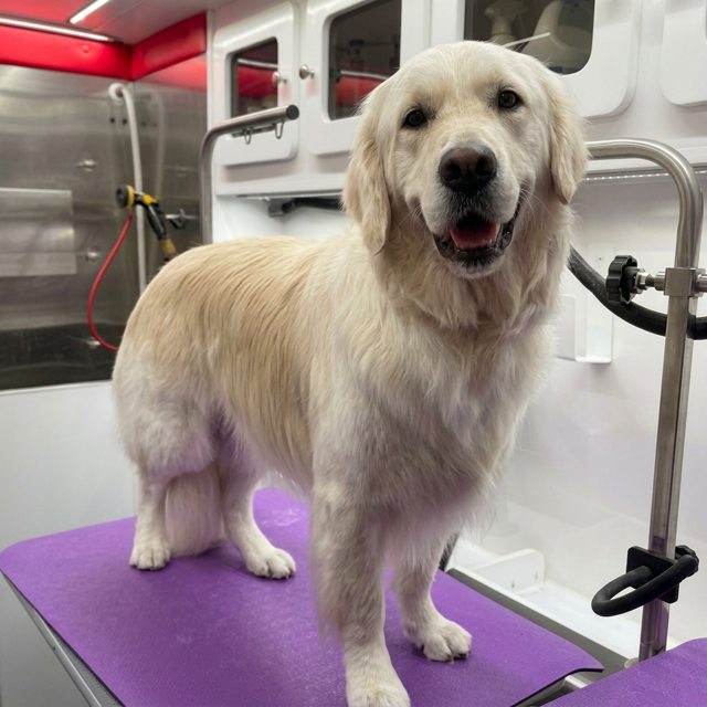 Freshly groomed golden retriever after a mobile grooming session in Round Rock, TX