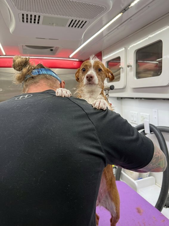 A happy spaniel mix held during a mobile dog grooming appointment in North Austin, TX